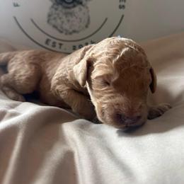 Winston - Apricot male Goldendoodle puppy in Sanford, Florida from Florida Coast Golden Doodles