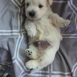 Boy - White male West Highland White Terrier puppy in Frankston, Texas from Touchdown Westies