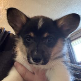 Alexis, yellow collar - Black and tan female Pembroke Welsh Corgi puppy in Gresham, Oregon from Simply loved corgis