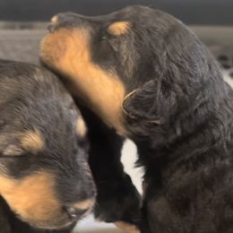 Boy 1 - Airedale Terrier puppy from DogwoodDales Airedale Terriers