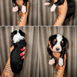 Ivy - Black tri female Toy Australian Shepherd puppy in Carlsbad, New Mexico from New Mexico Aussies