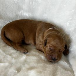 Girl 6 - Dark golden Golden Retriever puppy in Casper, Wyoming from Rosie’s Goldies