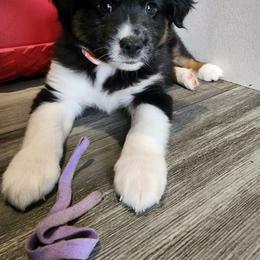 Orange (collar color) you name him - Black tri male Miniature American Shepherd puppy in Centralia, Washington from Blackjack Mini Aussies