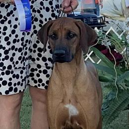 Olivia - Rhodesian Ridgeback