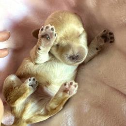 Ameretti - Gold female Morkie puppy in Tucson, Arizona from Sun-Kissed Morkies