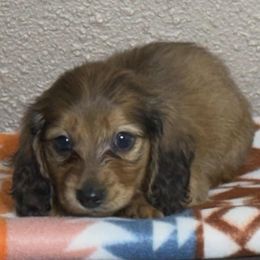ROSSIE - Red female Dachshund puppy in Visalia, California from DachGraston Dachshunds