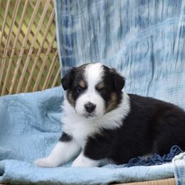 Australian Shepherd Puppies from Indigo Grove Aussies
