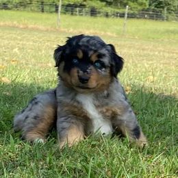 "BMF - (Annie) Roxie X Big" Australian Shepherd and Miniature Australian Shepherd Puppies from Flying S Aussies