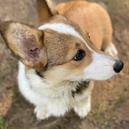 Pembroke Welsh Corgis from County Road Corgis