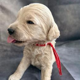 You are my sunshine - Cream female Goldendoodle puppy in Houston, Texas from Were The Mack'Doodles