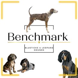 American Leopard Hounds, Bluetick Coonhounds, and German Shepherds from Haus Biery German Shepherds, Benchmark Blueticks & Leopard Hounds