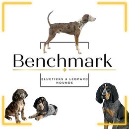 American Leopard Hounds, Bluetick Coonhounds, and German Shepherds from Haus Biery German Shepherds, Benchmark Blueticks & Leopard Hounds