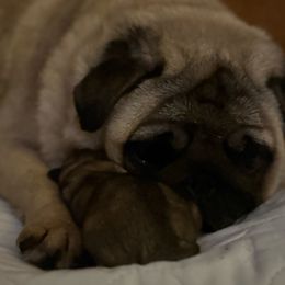 Noelle - Fawn female Pug puppy in Randleman, North Carolina from Peachy Pugs