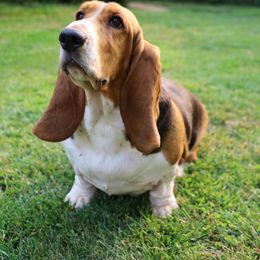 Basset Hounds from Lotus Rose Basset hounds