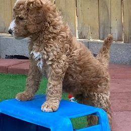 Irish Doodle and Labradoodle Puppies from Bipsi's Doodles