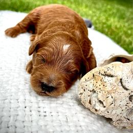 Tide - Red  male Goldendoodle puppy in Sugar City, Idaho from Idaho Sugar Doodle Pups