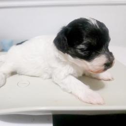 Paris (toy breed) - Parti female Maltipoo puppy in Belleville, Michigan from Michigan Maltese Puppies