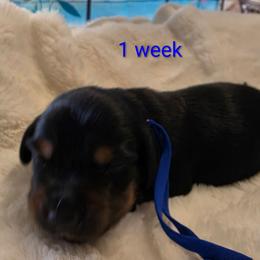 Toby - Black and tan male Dachshund puppy in Kempner, Texas from Russell Farms Dachshund