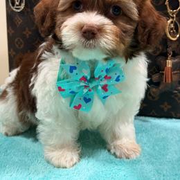 Cody - Gold and white male Shihpoo puppy in Cooper City, Florida from Jenny La Bone