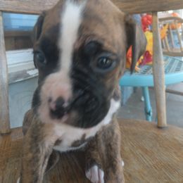 Boxer Puppies from Appelachia Boxers