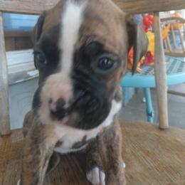 Boxer Puppies from Appelachia Boxers