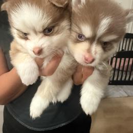 Pomsky Puppies from 209 Pomskies
