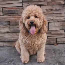 Goldendoodle All Grown Up from Gracefully Doodled