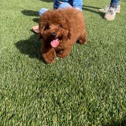 Rosie - Red  male Poodle puppy in Vista, California from Red Head Heaven Poodles