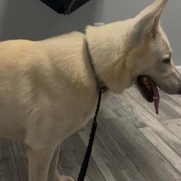 Red farmer dog - White male German Shepherd puppy in Yuba City, California from Barton’s German Shepherds