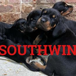 Black and Tan Coonhound puppies from Southwind Black and Tan Coonhounds