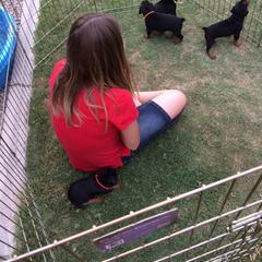 German Pinscher Puppies from LinDee Kennel
