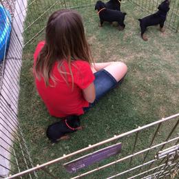 German Pinscher Puppies from LinDee Kennel