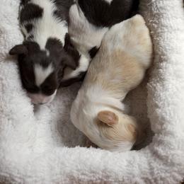 Brittany puppies from Aviary Kennels