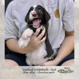 Ripple - Merle male Goldendoodle puppy in Garland, Texas from Twilight Doodles