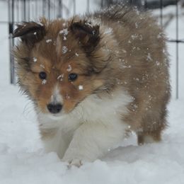 Shetland Sheepdog Puppies from Sunny Shelties