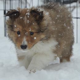 Shetland Sheepdog Puppies from Sunny Shelties