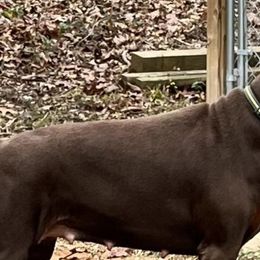 Doberman Pinschers from Dwight's Dobermans