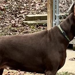 Doberman Pinschers from Dwight's Dobermans