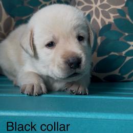 Mt. Bear - Yellow male Labrador Retriever puppy in Marietta, South Carolina from Trust in the Lord Labradors