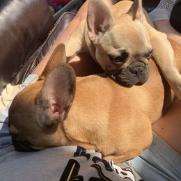 French Bulldog Puppies from FOSTERS FRENCHIES