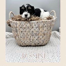 Jasmine - Tri-color female Cavachon puppy in Awendaw, South Carolina from LierChonPoo
