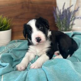 Carlsbad - White and black male Bordoodle puppy in Valley Center, California from Circle R Valley Bordoodls