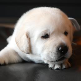 Mr. Light Blue Stormi-Bosley - Yellow male Labrador Retriever puppy in Pasco, Washington from ROCK CREEK LABRADORS