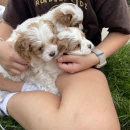 Cavapoo Puppies from Ellas.Pups