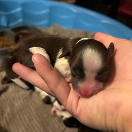 Female 2 - Parti female Miniature Schnauzer puppy in Plaucheville, Louisiana from Honey Doux Southern Paws