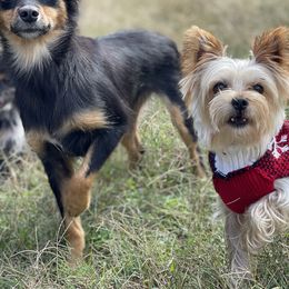 Toy Australian Shepherd and Yorkshire Terrier All Grown Up from CountryHart Kennels