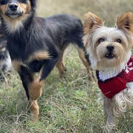 Toy Australian Shepherd and Yorkshire Terrier All Grown Up from CountryHart Kennels