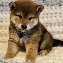 Autumn - Red female Shiba Inu puppy in Trenton, Nebraska from Prairie Shibas