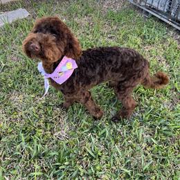 Isla - Brown female Poodle puppy in Valdosta, Georgia from Posh Poodles