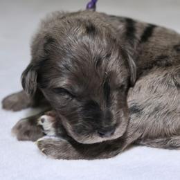 Puppy 9 - Merle male Bernedoodle puppy in Westminster, South Carolina from Goldendoodlepuppiessc